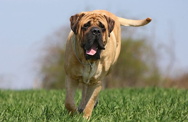 4. Что скажете, что за порода?