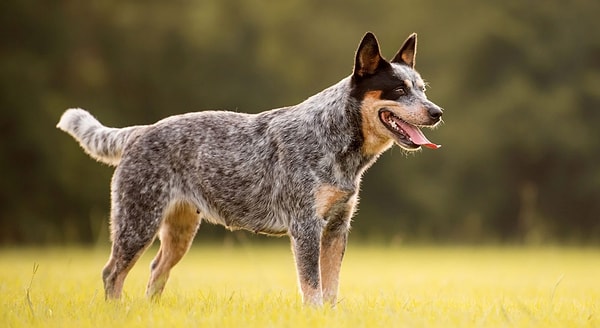 8. Что за порода собак?