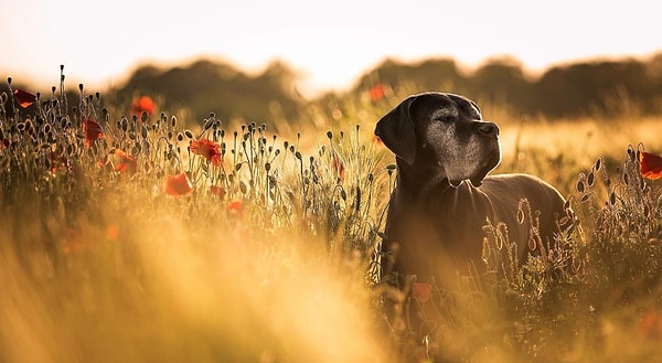11. Кто прячется в цветах?