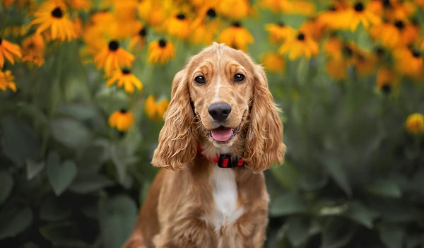 12. А этот симпатяга — ...