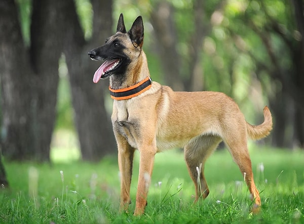 13. Что за порода?