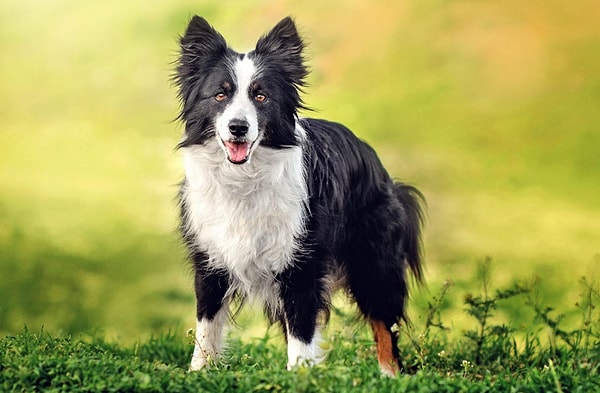 15. А это кто?