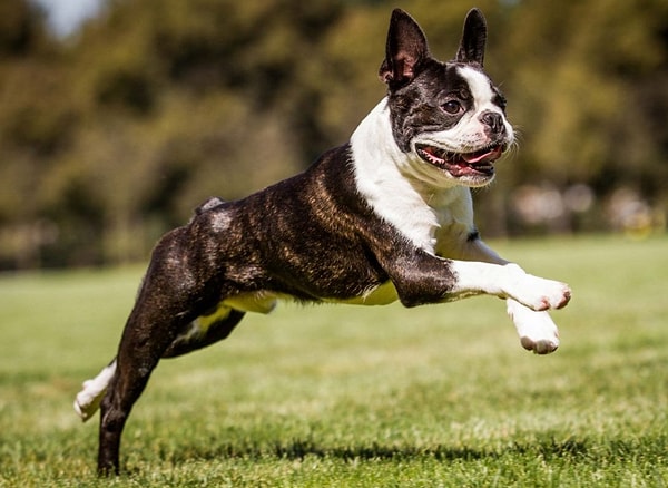 20. И последний вопрос: какая это порода?