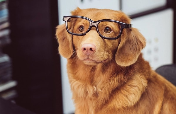 Ого! Вы, должно быть, очень любите собак!