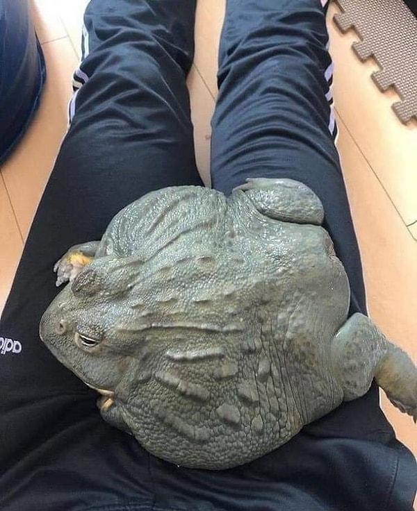 2. Daha önce hiç bu kadar büyük bir kaplumbağa görmüş müydünüz?