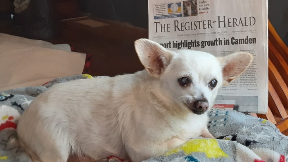 Rekorlar Kitabına Girdi: İşte Yaşayan En Yaşlı Köpek