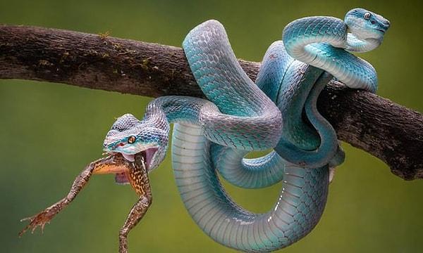 8. Bir kurbağayı bütün olarak yutmaya çalışan ürkütücü yılan:
