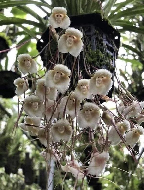 9. Dracula Simia, maymun yüzlü çiçek: