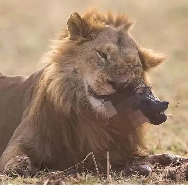 10. Bir babunun kafasını ağzında taşıyan korkutucu aslan: