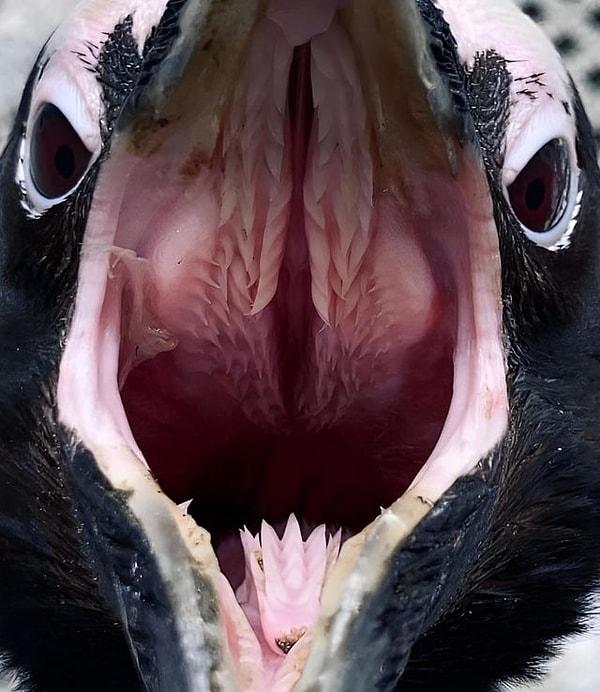 11. Ürkütücü bir penguenin ağzının içi: