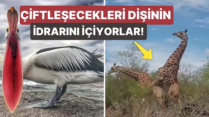 Doğanın Korkutucu Yüzünü İliklerinize Kadar Hissetmenize Sebep Olacak Birbirinden Ürkütücü 15 Yeni Fotoğraf