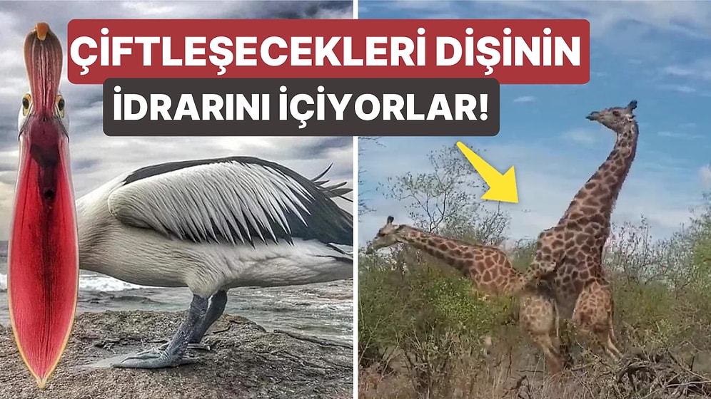 Doğanın Korkutucu Yüzünü İliklerinize Kadar Hissetmenize Sebep Olacak Birbirinden Ürkütücü 15 Yeni Fotoğraf