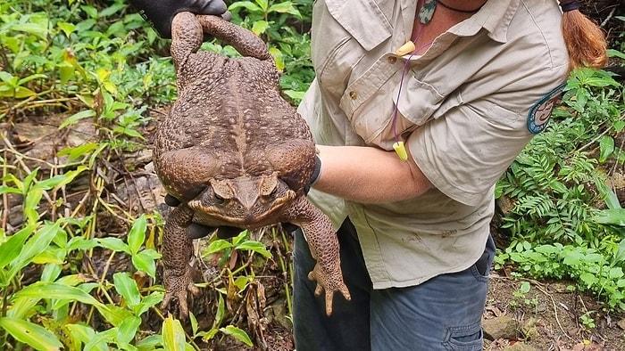 Yeni Bir Rekor Olabilir: 2.7 Kiloluk Kurbağa Bulundu