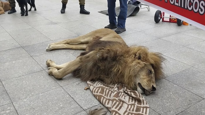 Ölü Aslanla Protesto: Sarayın Önüne Attılar