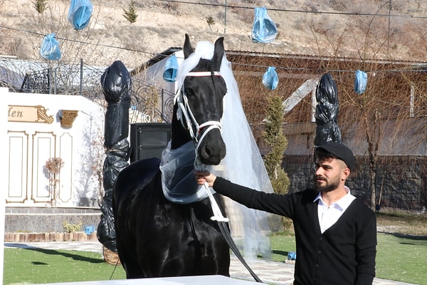 Çiftlikte görevli Murat Aktekin, gazetecilere, çiftliklerinde her yıl farklı bir etkinlik yaptıklarını, bu sene de Friesian cinsi atlar için böyle bir merasim düzenlediklerini söyledi.