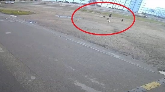 Sokak Köpekleri Yaşlı Kadına Saldırdı