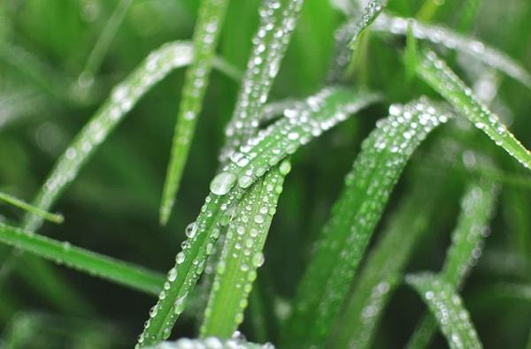 Yağmur ile toprak kokusu gelişir çünkü bitkiler kurak dönemlerde yağ salgılarlar ve bu yağlar daha sonra toprakta ve bitkilerin etrafındaki kayalarda birikir.