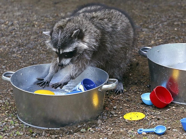 136 Une étude examinant les nerfs à adaptation lente dans les pattes avant des ratons laveurs a révélé que le fait de mouiller la peau augmentait la sensibilité des nerfs.