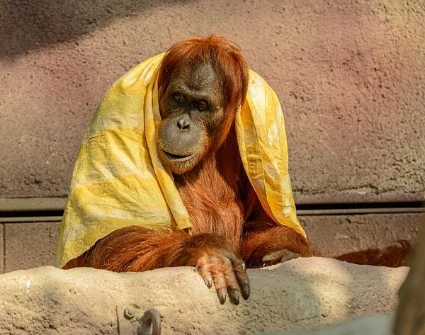 3. DNA'mızın neredeyse tamamen aynı olduğu orangutanlar: