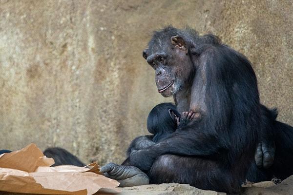 1. İşaret dili kullanabilen şempanzeler:
