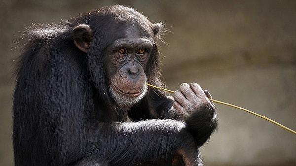 İnsanlığın en yakın akrabalarından şempanzeler de elbette insanlığın ardından yerini alabilecek iddialı türler arasında!