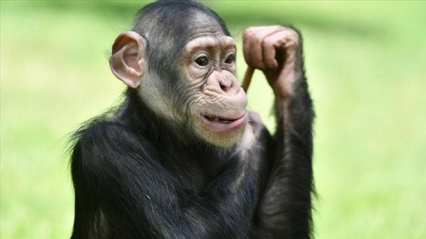 Şempanzeler ya da bonobolar, halihazırda doğal hayatta da kullandıkları baş parmaklara ve ele sahipler!