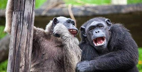 Bilim insanlarına göre 'Maymunlar Cehennemi' filmindeki gibi insanlık bir anda yok olursa maymunların insanlığın yerini almasına neredeyse kesin gözüyle bakılıyor.