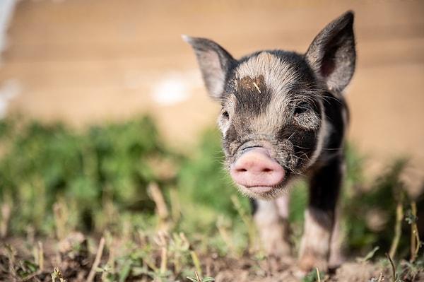 Küçük domuzlar ise aynaları, bir yerlere gizlenmiş yemek kaplarını bulmak için kullanırlar.