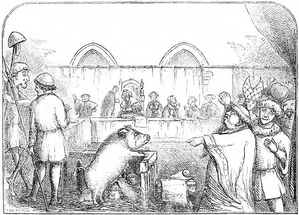 8. 14. yüzyılda Fransa’nın Falaise kentinden bir domuz küçük bir çocuğa saldırarak öldürdüğü için idam cezasına çarptırıldı.