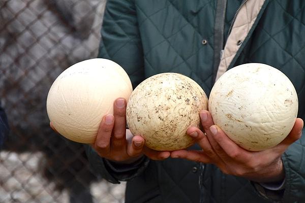 Bursa Uludağ Üniversitesi Ziraat Fakültesince yetiştirilen deve kuşları, yüksek seyreden sıcaklıklar nedeniyle sezondan önce yumurtlamaya başladı.