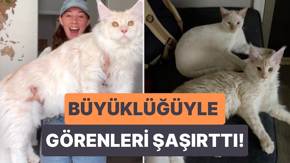 Büyüklüğüyle Görenleri Şaşırttı! Henüz 9 Aylık Olmasına Rağmen Dünyanın En Büyük Kedisi Olmaya Aday