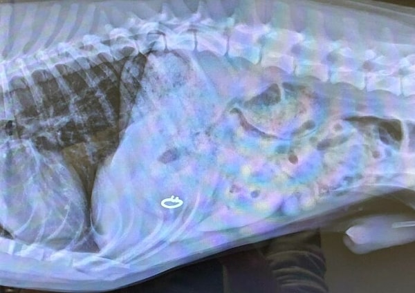 27. «Вот куда пропало обручальное кольцо жены»