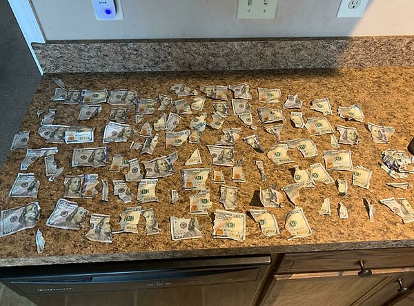 33. «Пока мой друг был на работе его два лабрадора сгрызли все, что он накопил»