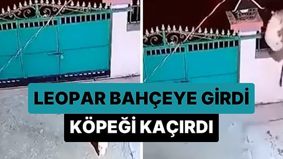 Girdiği Evin Bahçesindeki Köpeği Kaçıran Leoparın Tüyleri Diken Diken Eden Görüntüleri