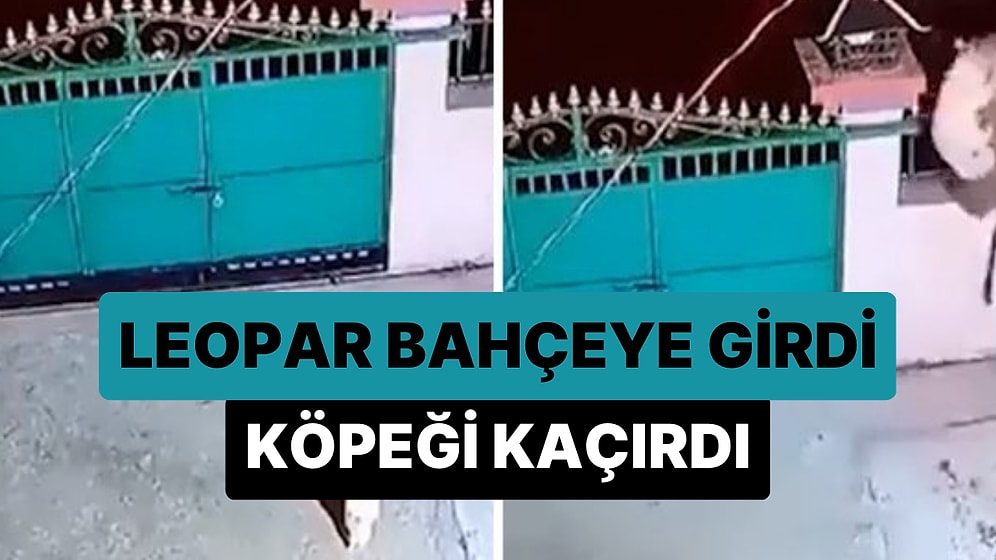 Girdiği Evin Bahçesindeki Köpeği Kaçıran Leoparın Tüyleri Diken Diken Eden Görüntüleri