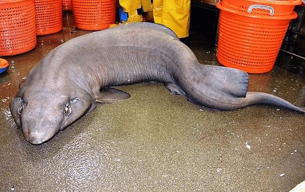 21. İskoçya kıyılarında kazara yakalanan bir köpekbalığı türü 👇