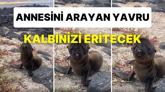 Annesini Arayan Üzgün Suratlı Yavru Deniz Aslanının Kalbinizi Eritecek Görüntüleri