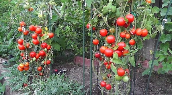 1. Какой цвет увидели первым?