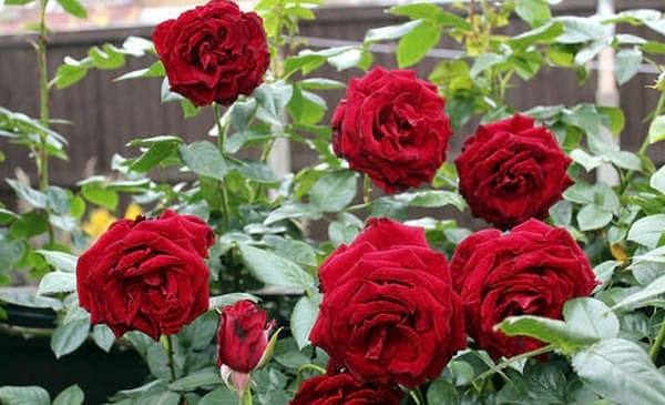 8. Хотели бы такие цветы у себя в саду?