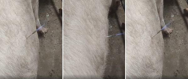 Sosyal medyada viral olan bir videoda ise, bir domuzda biriken gazın dışarıya boşaltıldığı anı görüyoruz. Ancak trokar aletinin ucunda alev var.