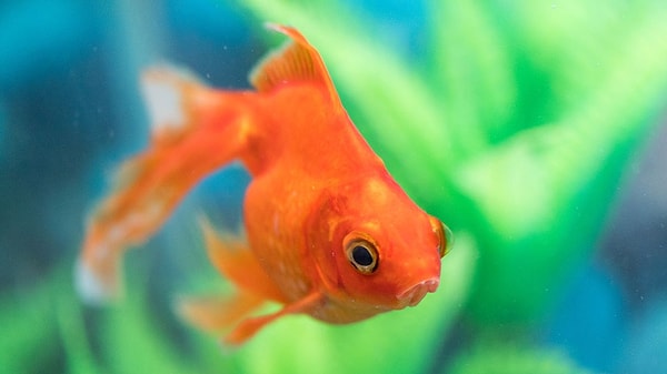 Золотая рыбка!