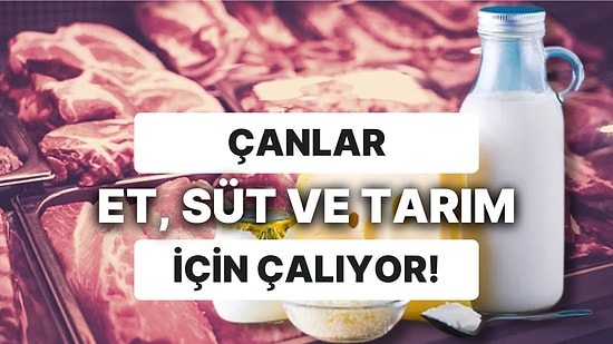 Zamlar Yakamıza Yapıştı Bırakmıyor: Çanlar Süt ve Süt Ürünleri İçin Çalıyor! Tarımda Kuraklık Seçimden Önemli