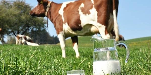 Türkiye'de kuraklık gümbür gümbür gelirken, et, süt ve tarımda sorunlar aslında yeni değil. Yıllardır bağıran üreticiyi duymayınca 1 haftada 2 kez süte zam gelmesini izlemek zorunda kalıyoruz.