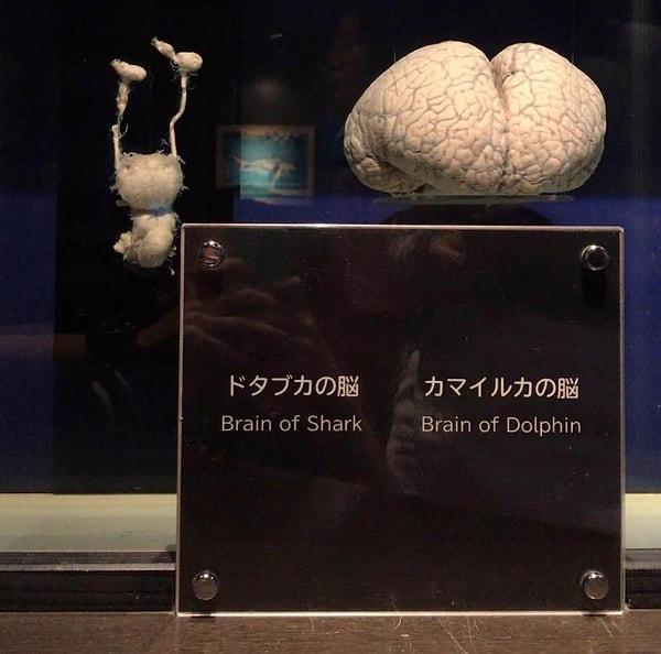 10. Köpek balığı beyni ve yunus beyninin karşılaştırıldığı o ilginç kare👇