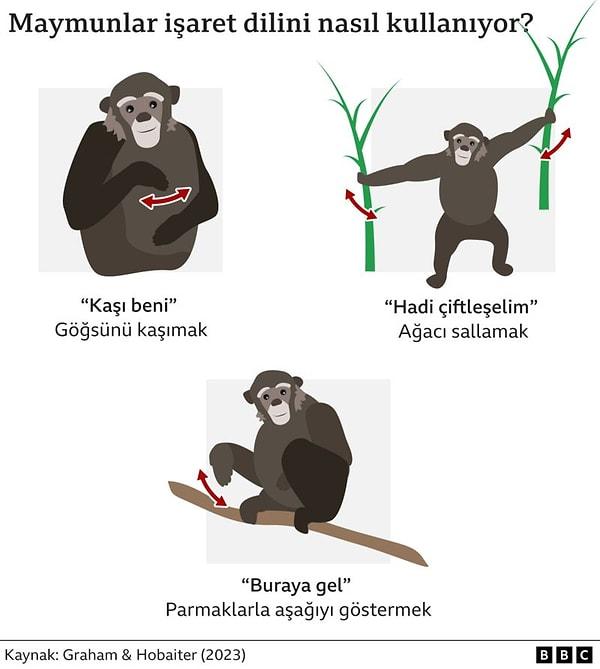 Ekip maymunların iletişim kurmak için 80’den fazla hareketten oluşan bir tür “sözlük” kullandığını keşfetti.