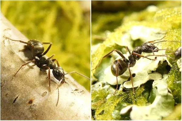Bilim dünyasında çığır açan bir araştırma olarak yer alan çalışmaya göre karıncaların ilginç bir özelliği olduğu keşfedildi.