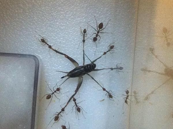 6. Bir cırcır böceğini bacaklarından tutan Asya dokumacı karıncaları: