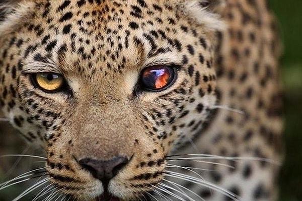 8. Bir gözünü kaybeden korkutucu leopar: