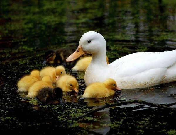 Bir ördek figürü düşünüldüğünde akla ilk gelen şey genellikle anne ördek ve yavruları olur.
