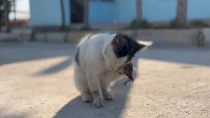 Bunu da Gördük: Yaralı Kedi Hastanenin Aciline Gitti